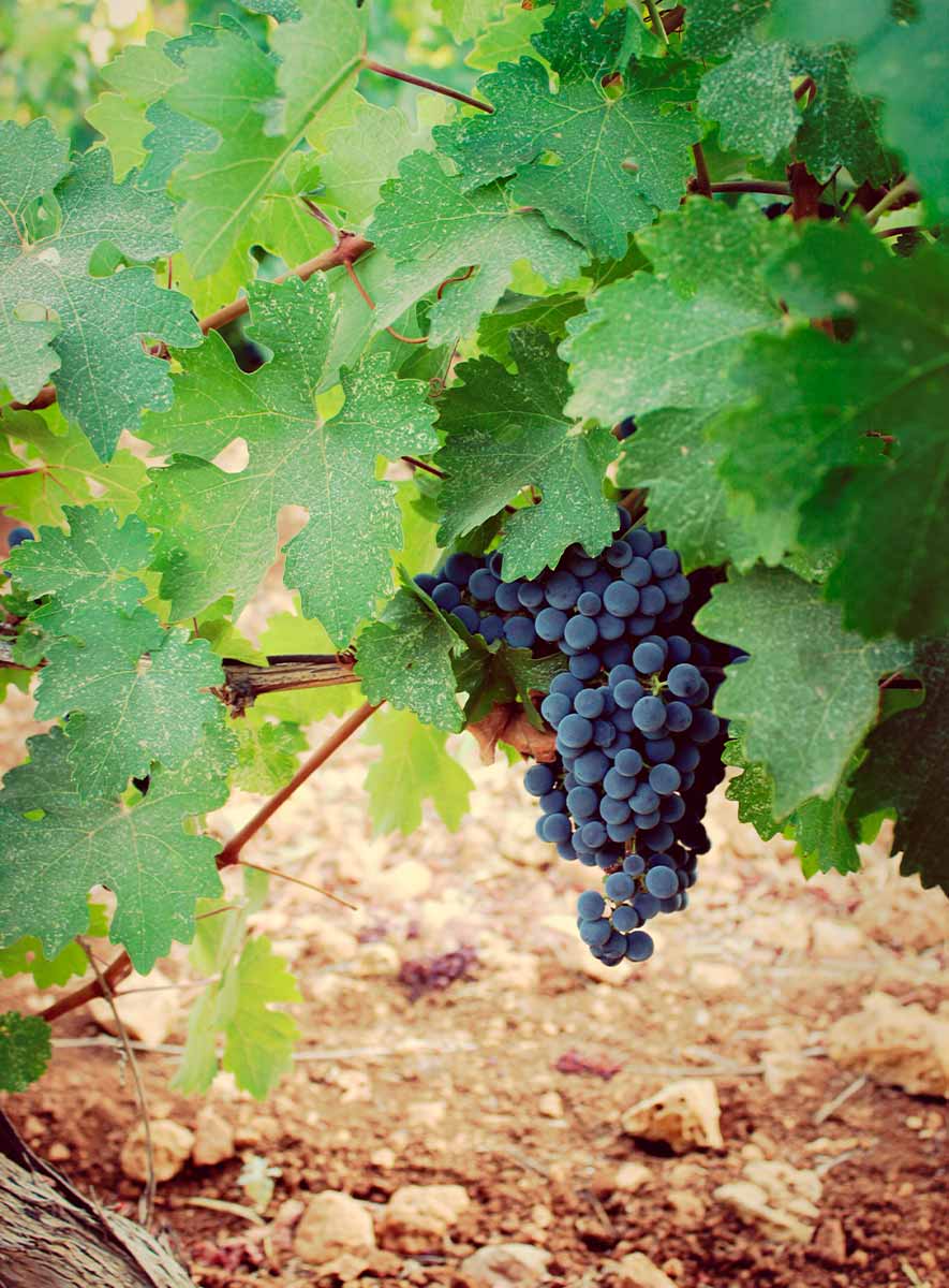 cepas-de-vino-descubre-la-diversidad