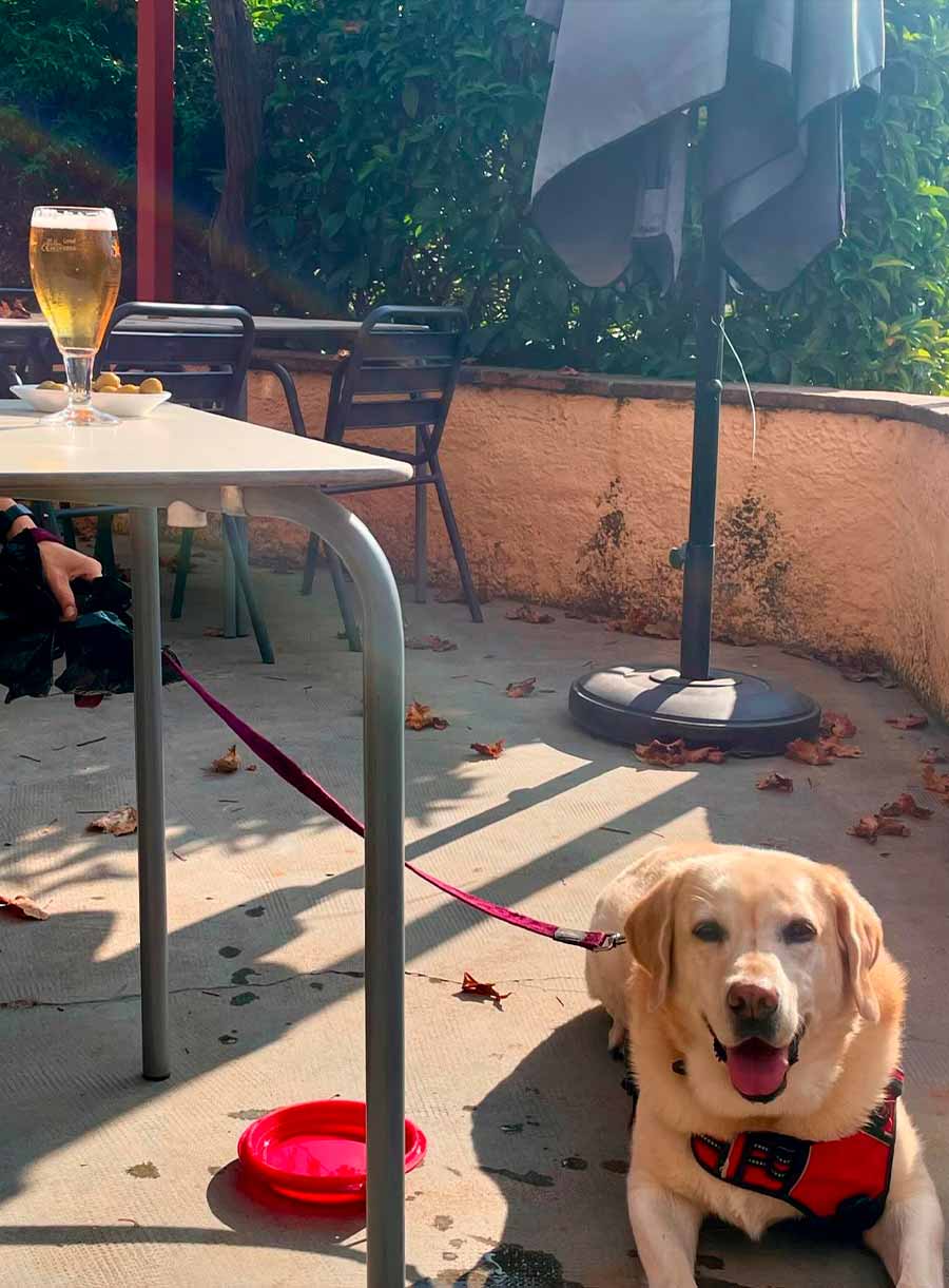restaurant-amb-gossos-un-lloc-ideal-per-compartir-amb-la-teva-mascota